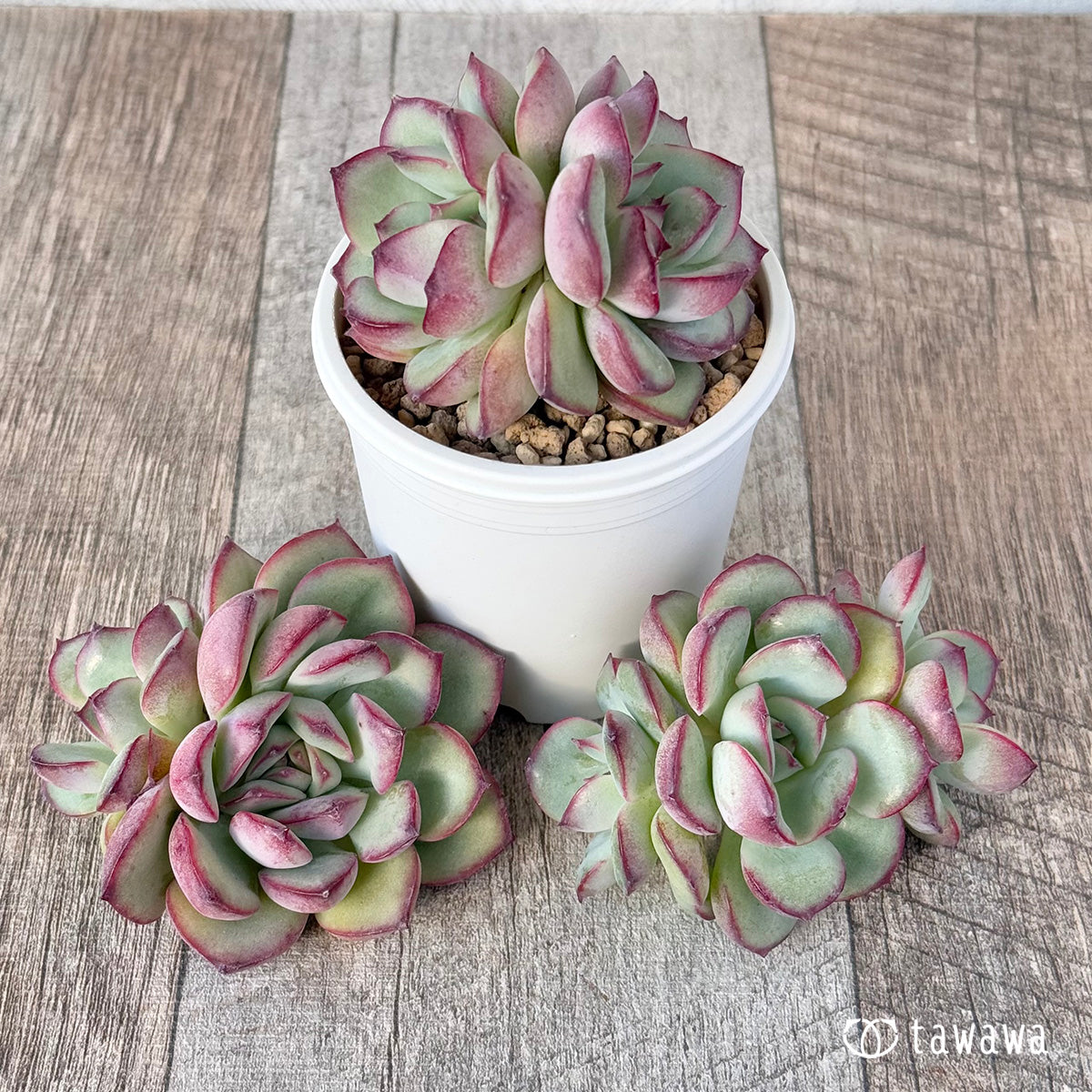 New Arrivals: Ice Green