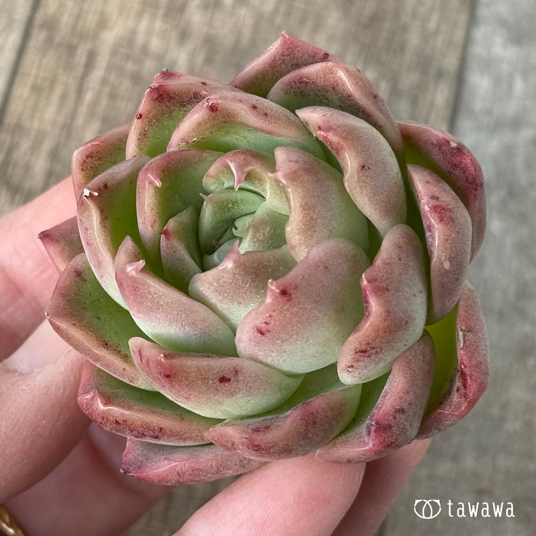 New Arrival* Cubic Frost