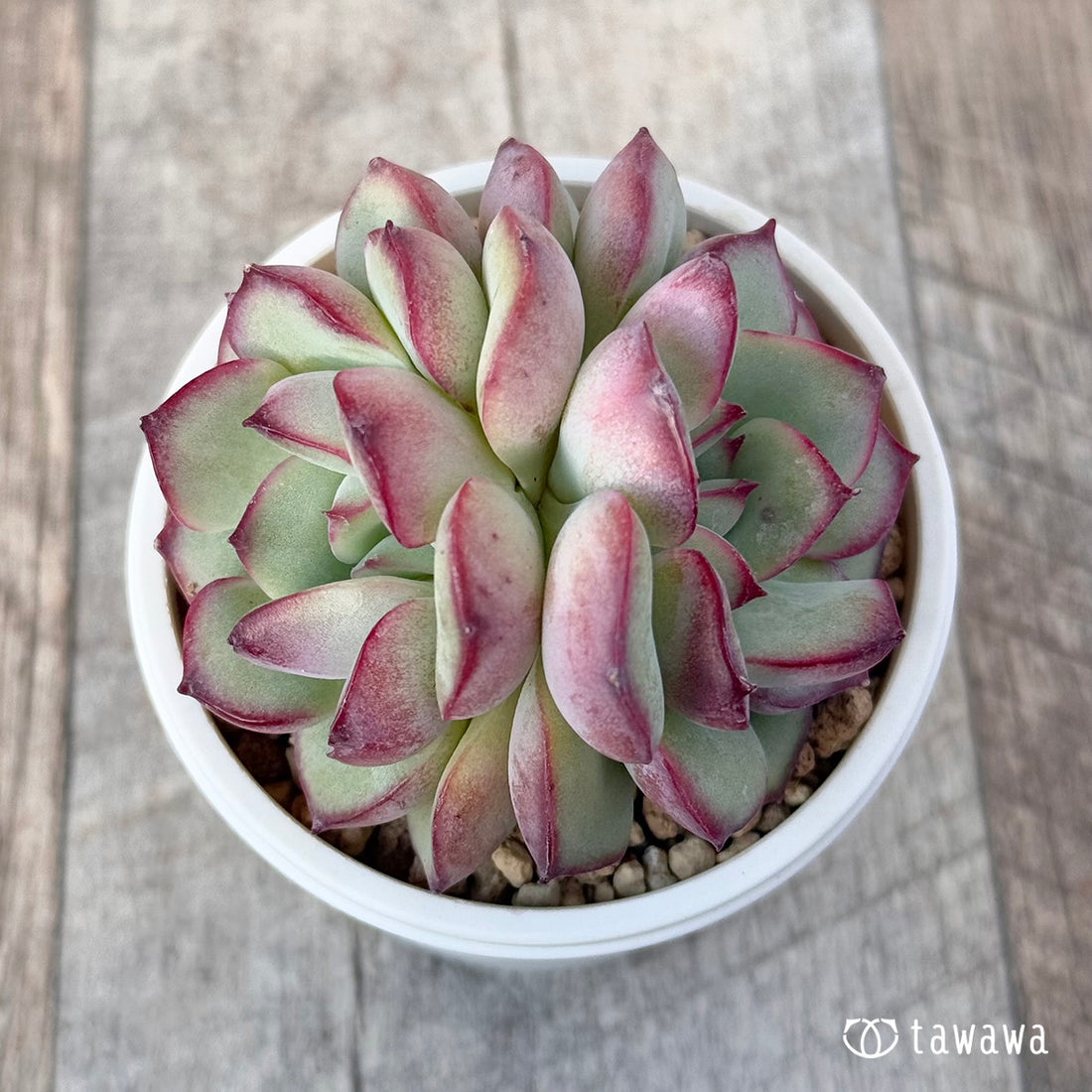 New Arrivals: Ice Green