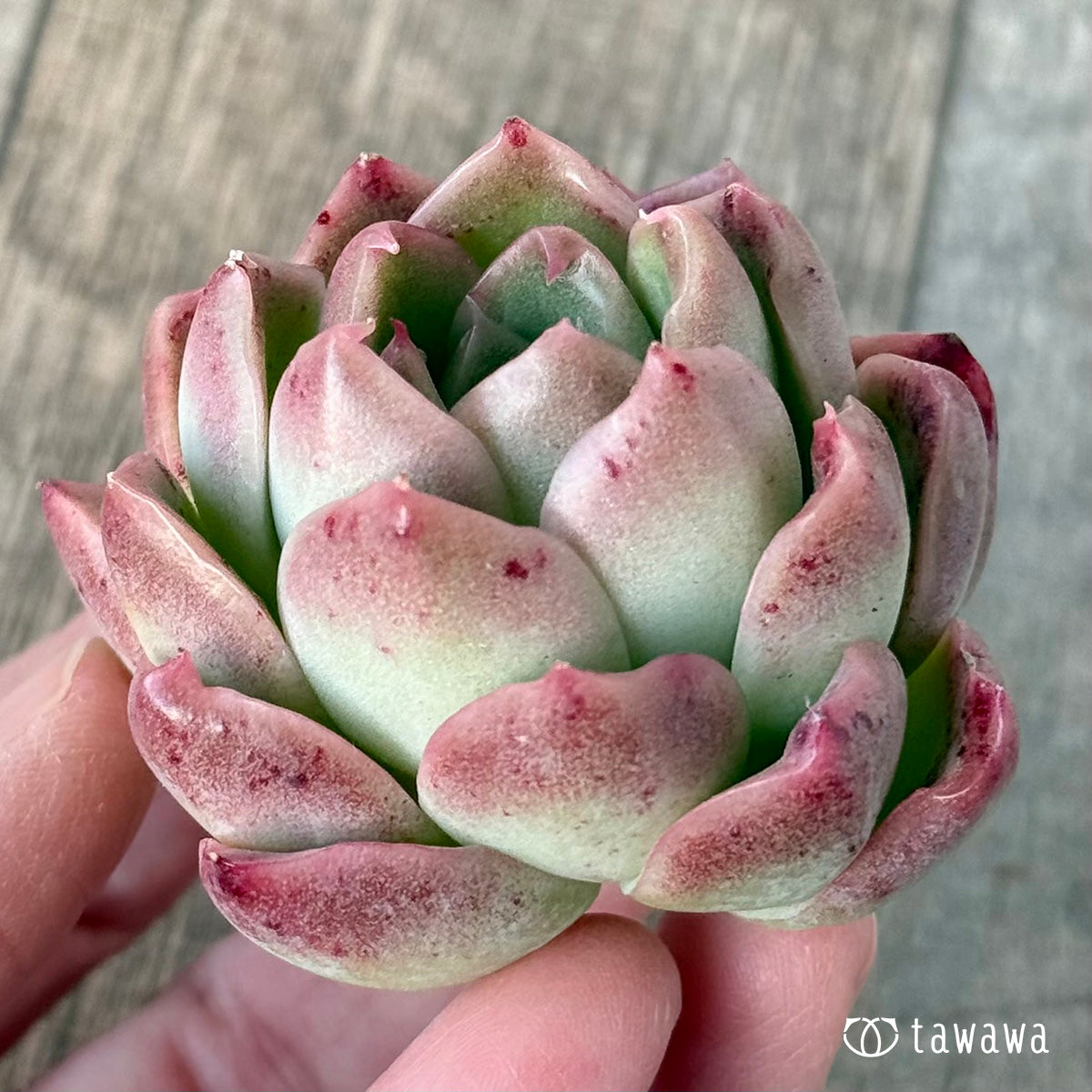 New Arrival* Cubic Frost