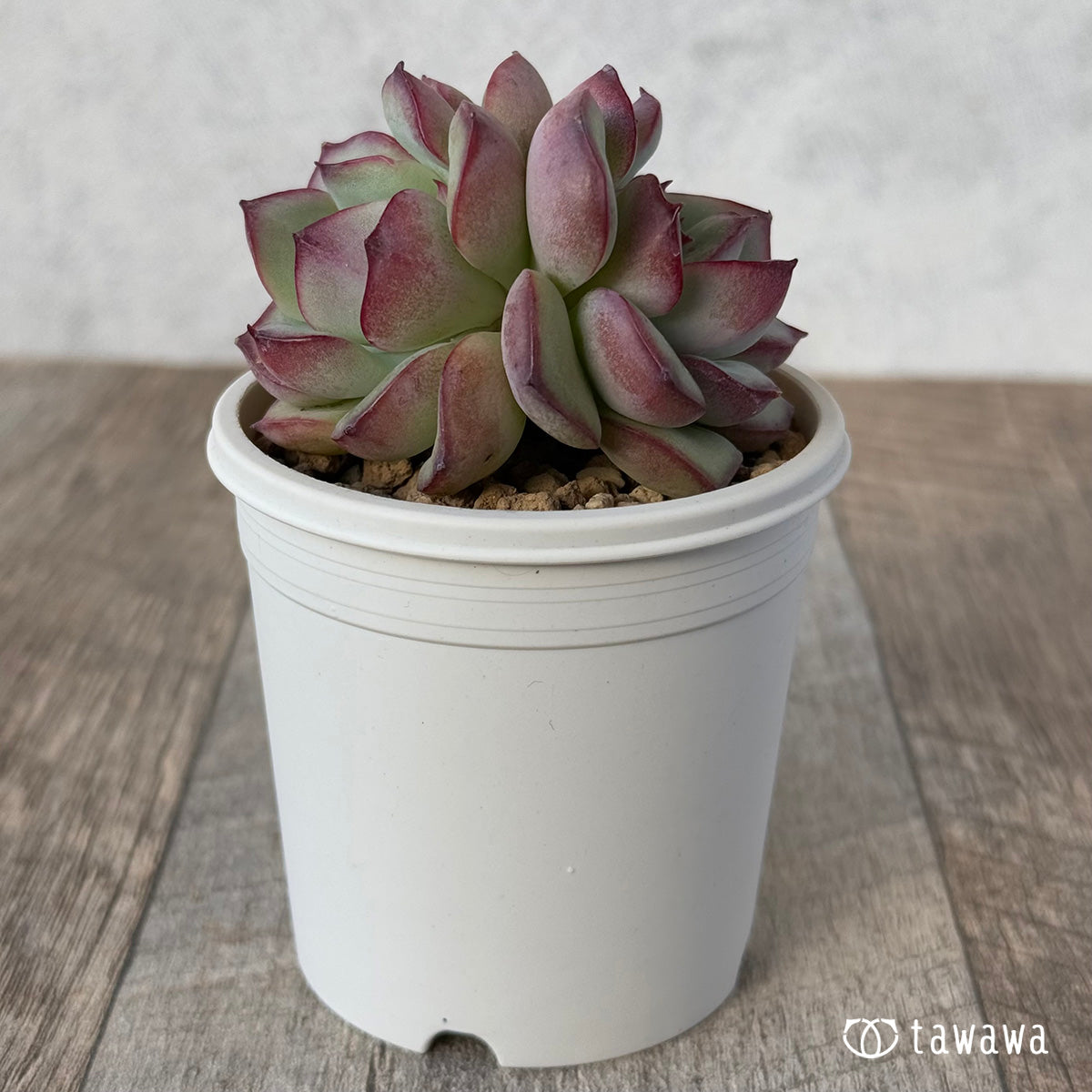 New Arrivals: Ice Green