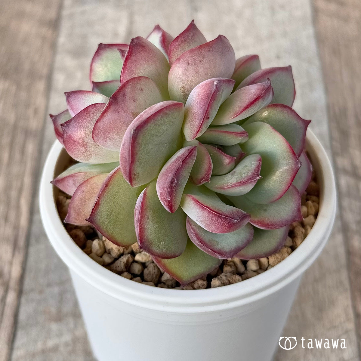 New Arrivals: Ice Green