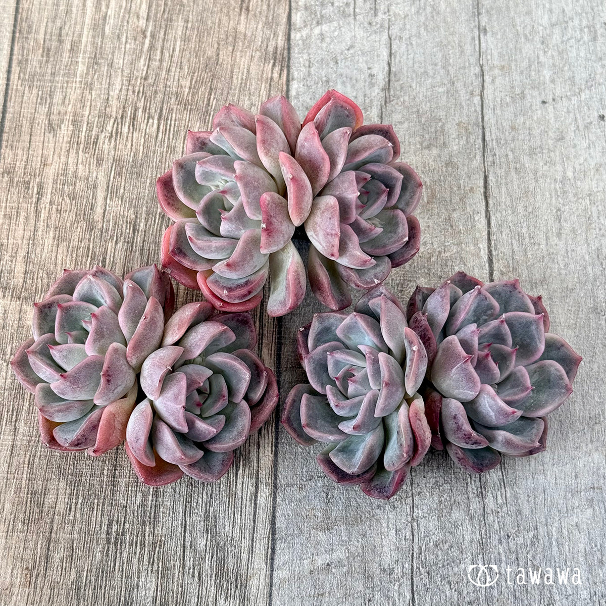 *新入荷* ピンクシフォン