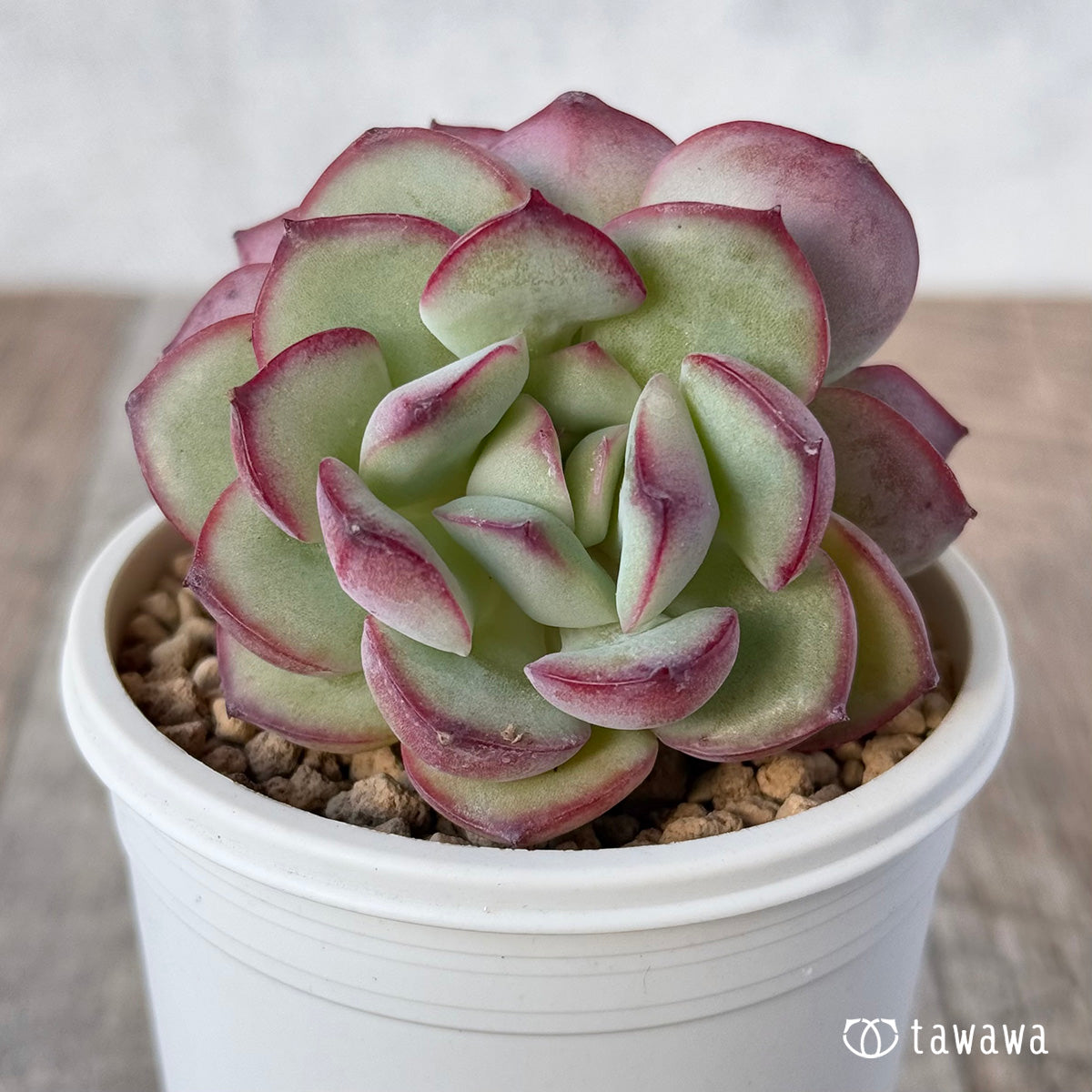 New Arrivals: Ice Green