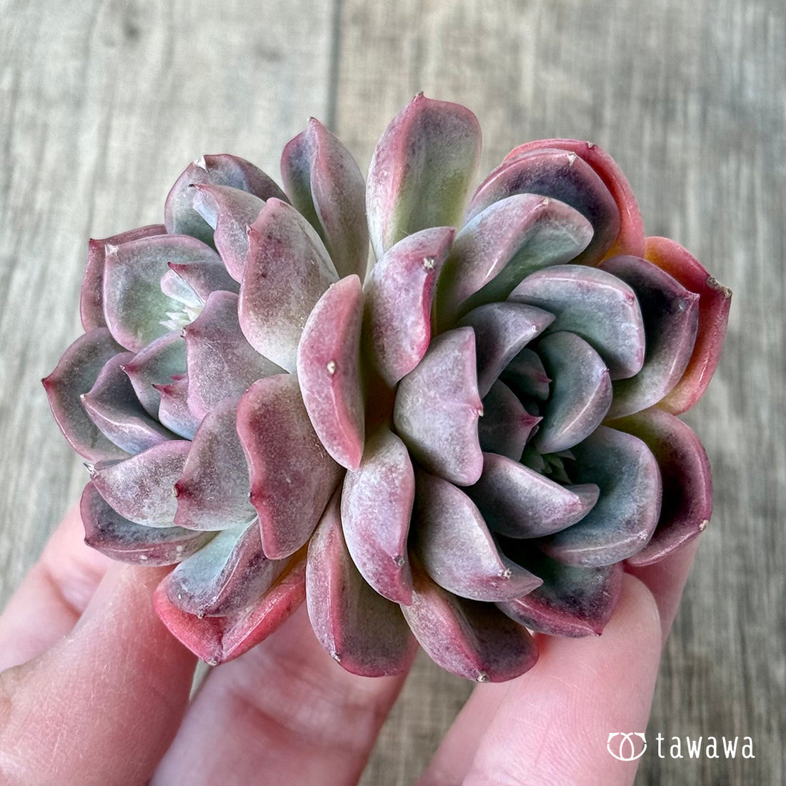 Pink Chiffon