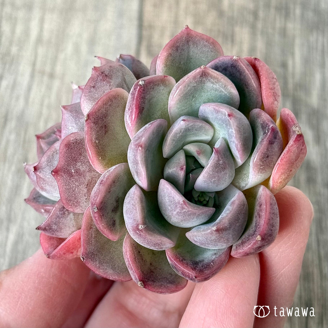 Pink Chiffon