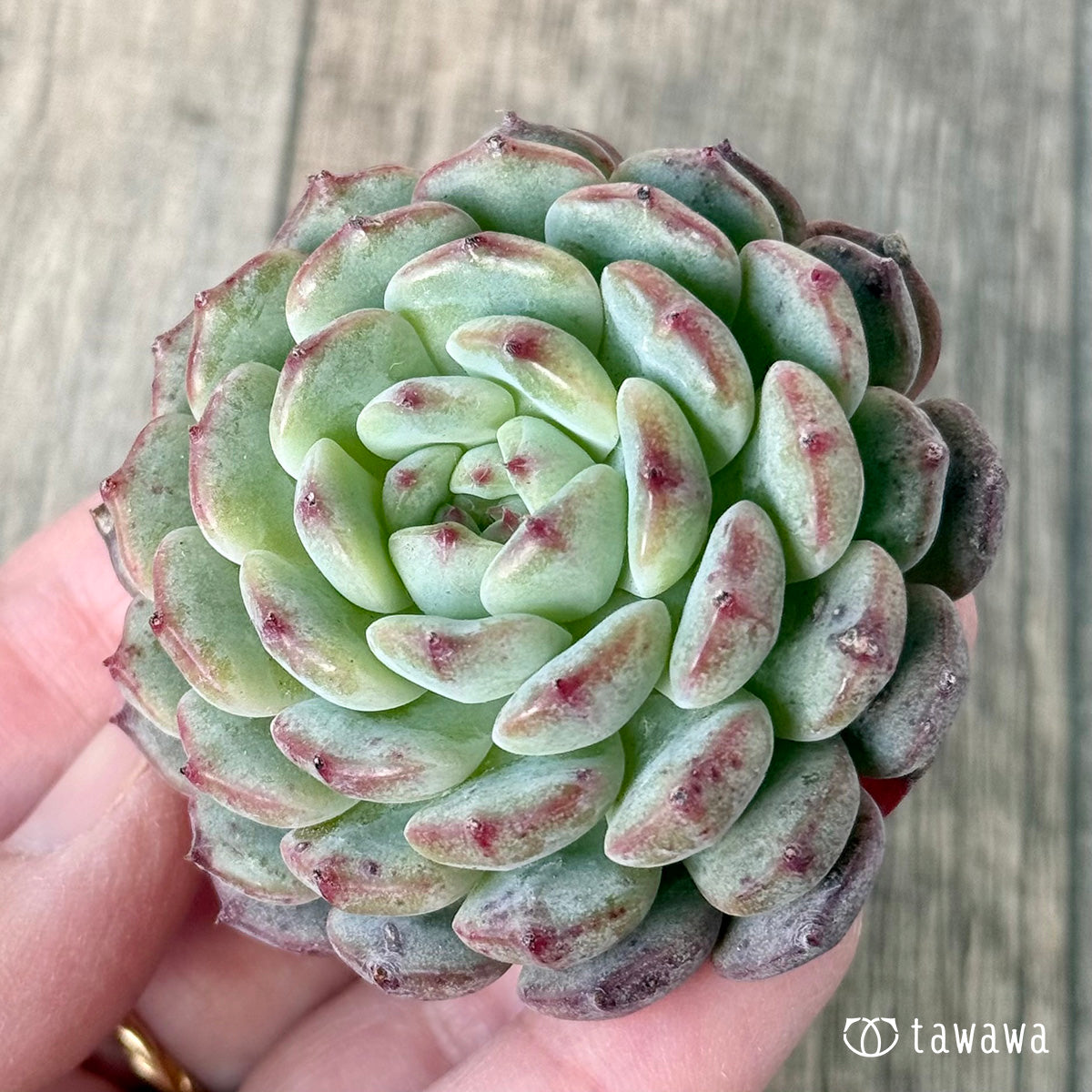 *新入荷* ホワイトパーム