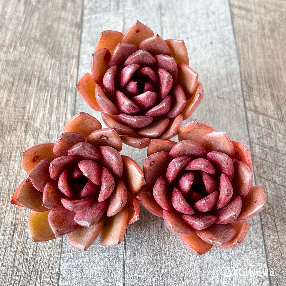 ブラッククイーン(花村農園苗)