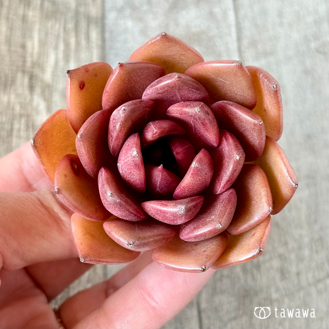 ブラッククイーン(花村農園苗)