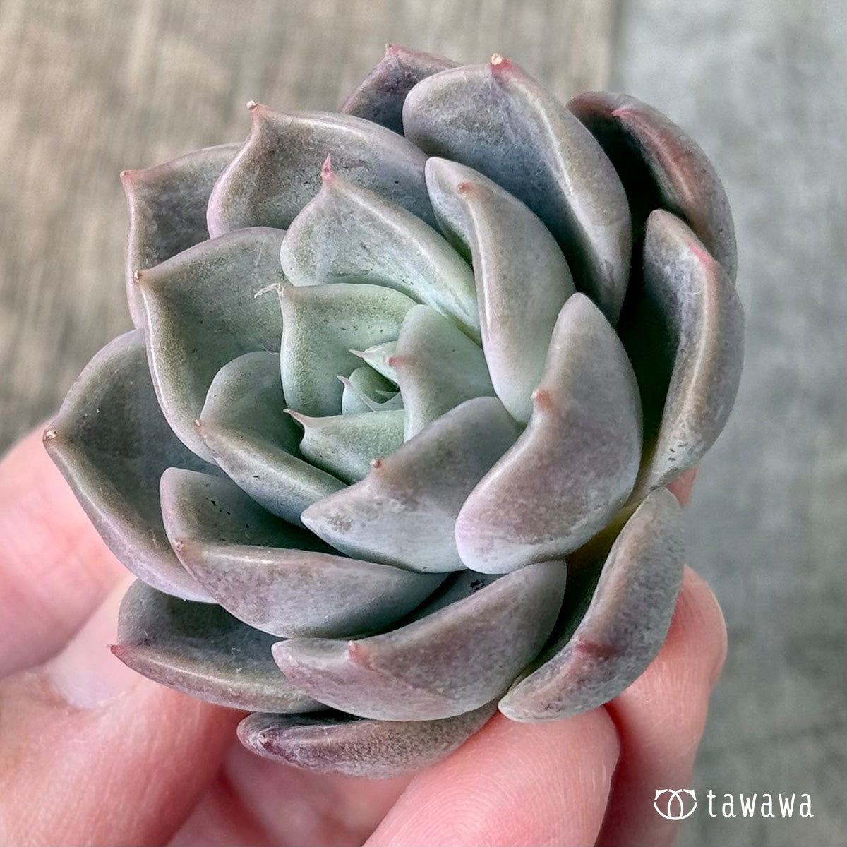 *新入荷* ピンクミスト