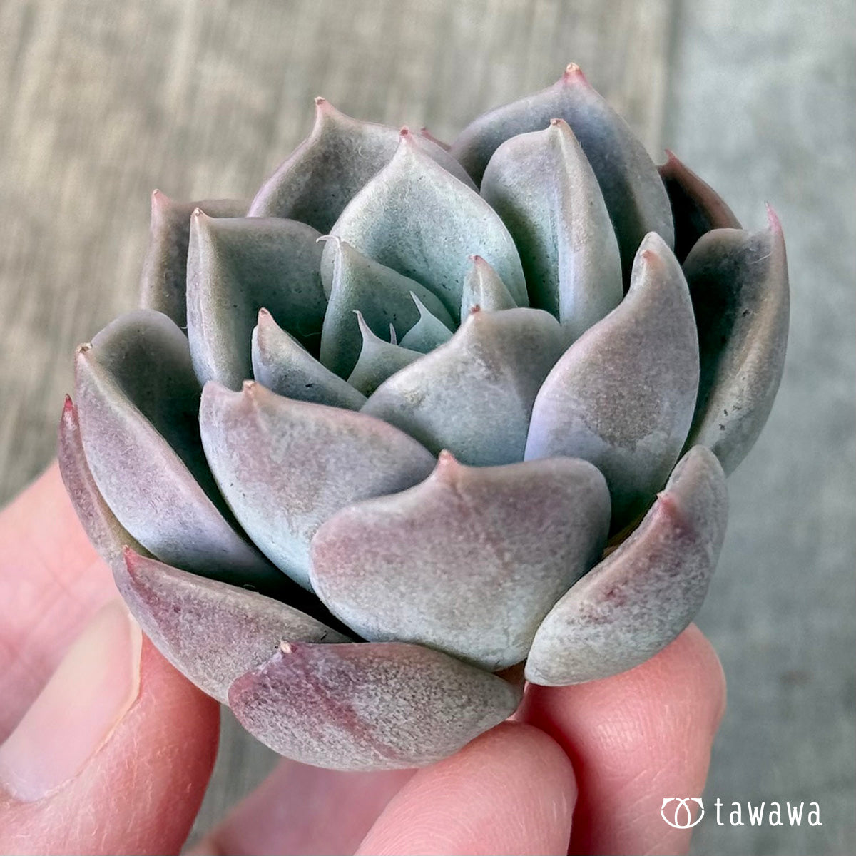 *新入荷* ピンクミスト