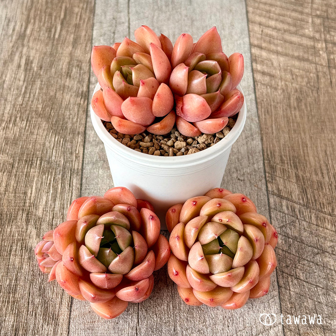 オクジャ(花村農園苗)