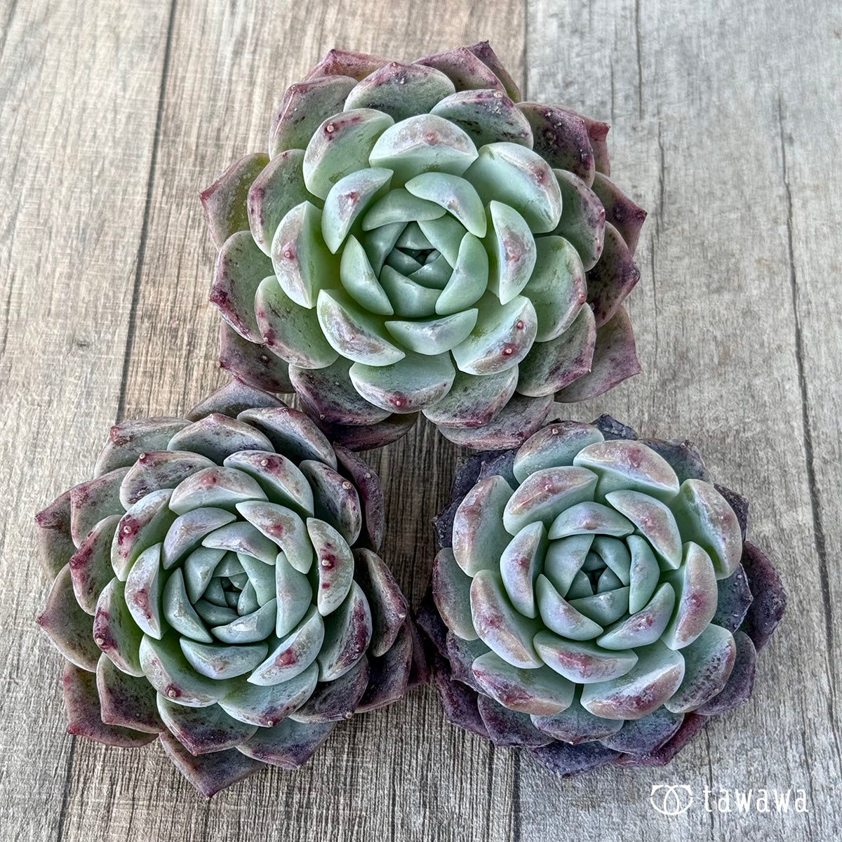 New Arrival* Cubic Frost