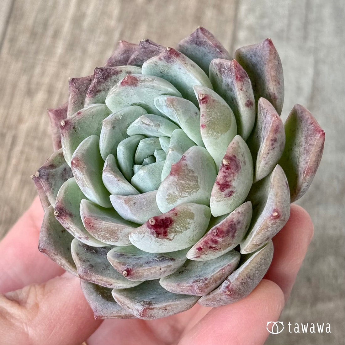 New Arrival* Cubic Frost