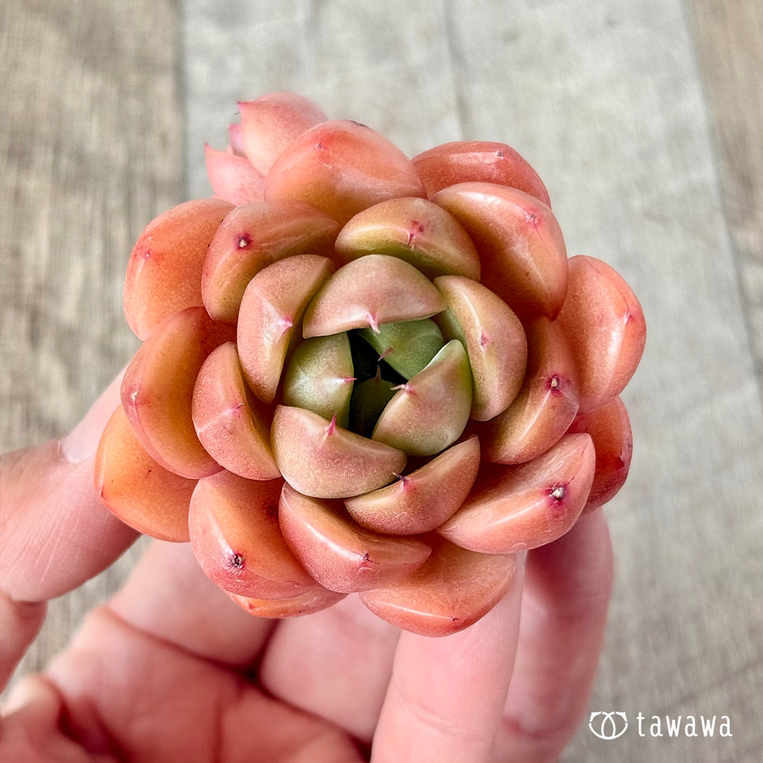 オクジャ(花村農園苗)