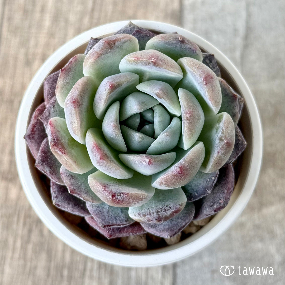 *新入荷* シグナス