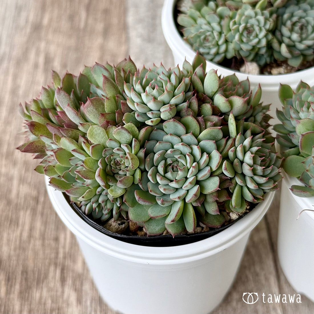 ザンディロ(エアーマジック農園)【tawawaハウス苗】