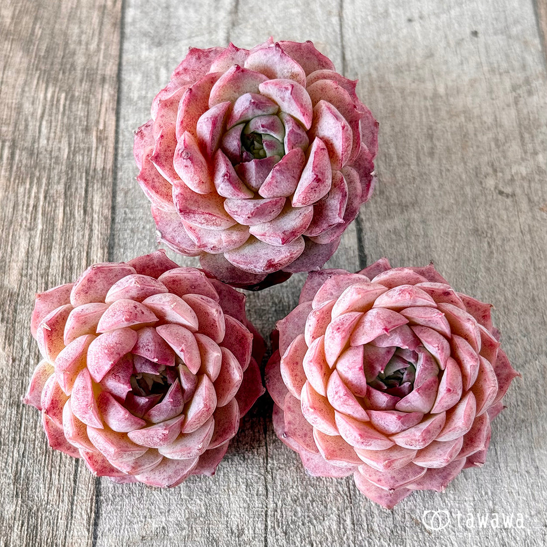 ホンイル (花村農園苗)