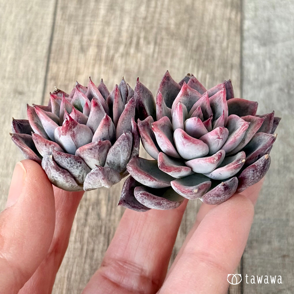 *新入荷* ブラックスワン《双頭》