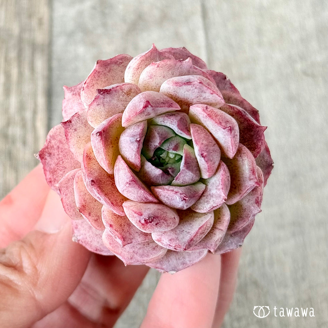 ホンイル (花村農園苗)