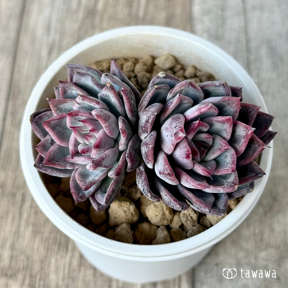 *新入荷* ブラックスワン《双頭》