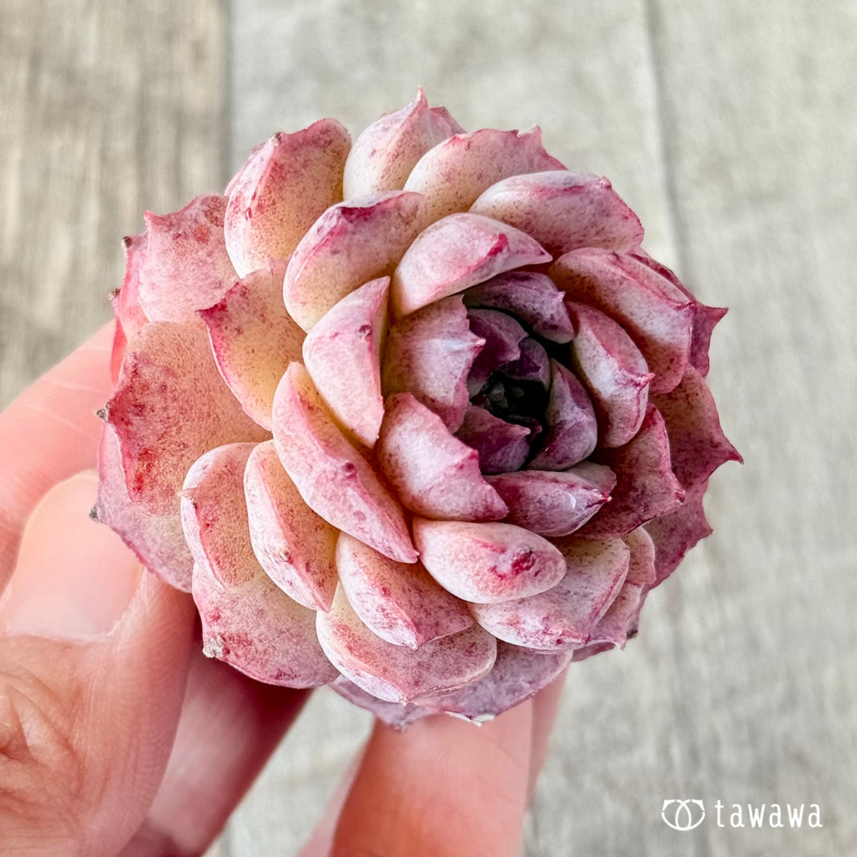 ホンイル (花村農園苗)
