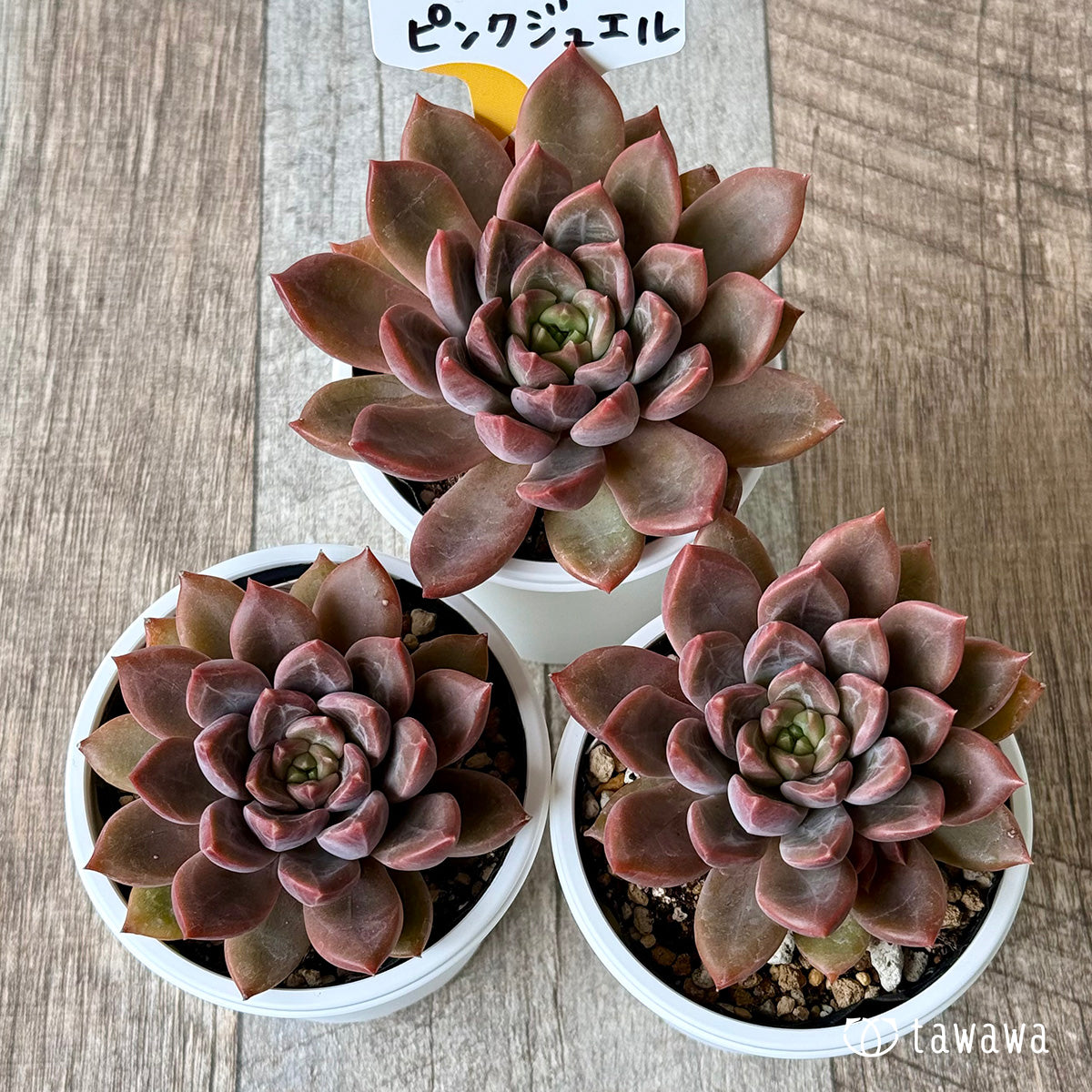 *新発売* ピンクジュエル(チャンヒー農園)【tawawaハウス苗】