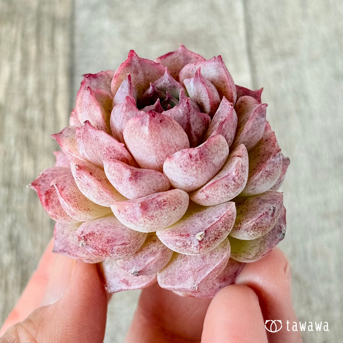 ホンイル (花村農園苗)