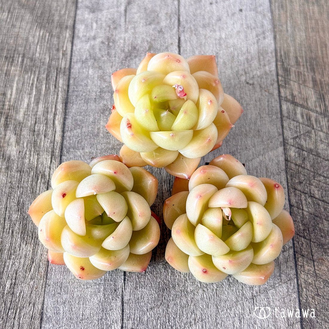 ヴィヴィアン(花村農園苗)