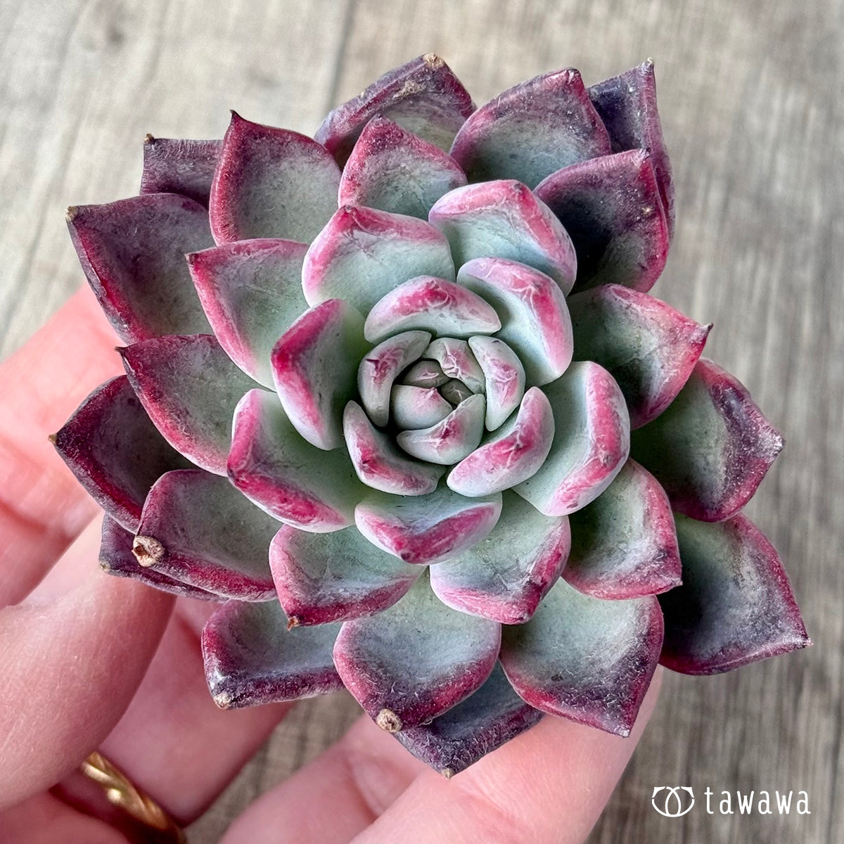 *新入荷* ブラックスワン《単頭》