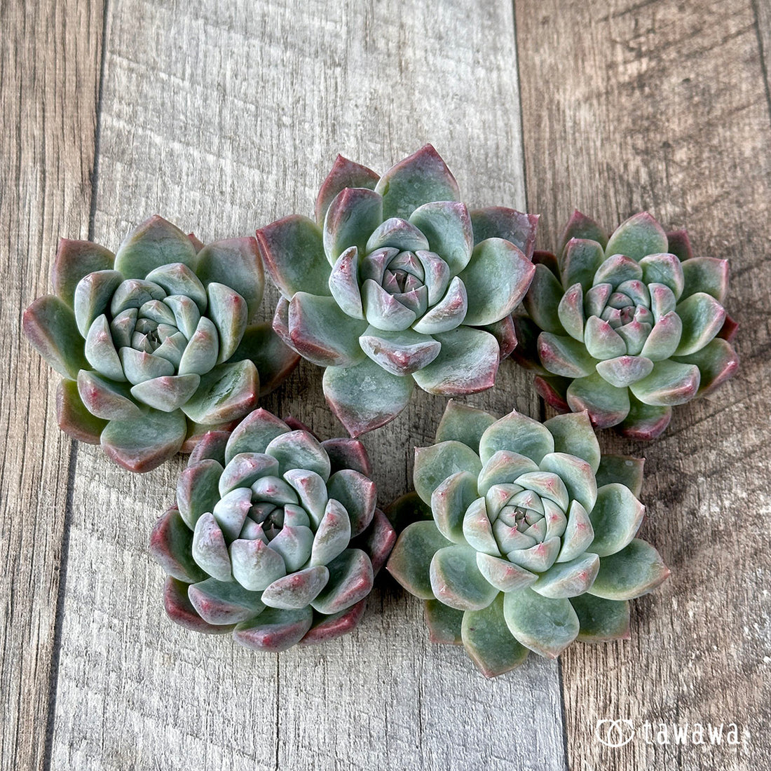 アイスバーグhyb(兄弟農園苗)