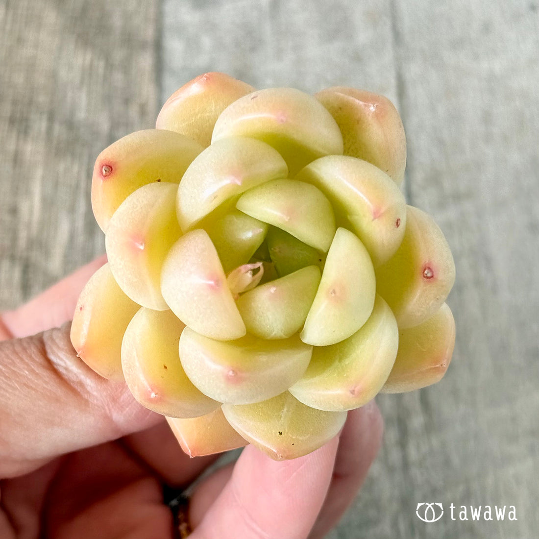 ヴィヴィアン(花村農園苗)