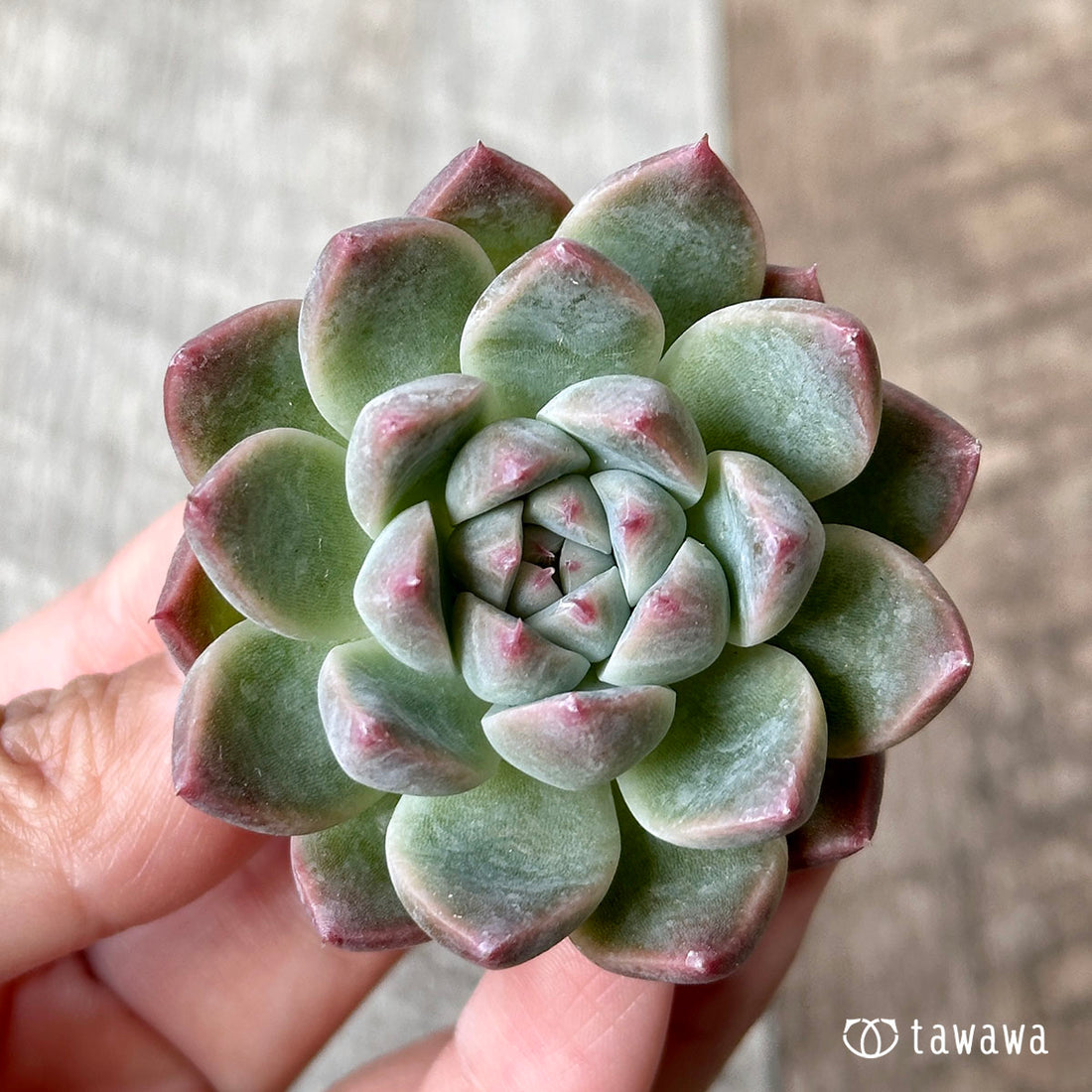 アイスバーグhyb(兄弟農園苗)