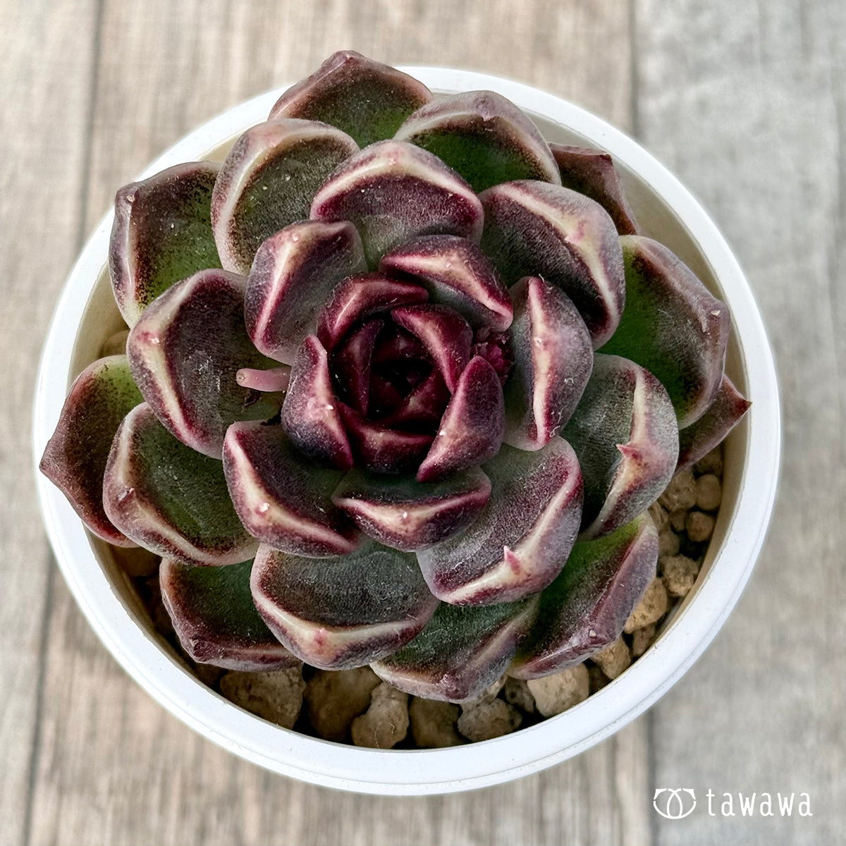 *新入荷* ヨミヨミ