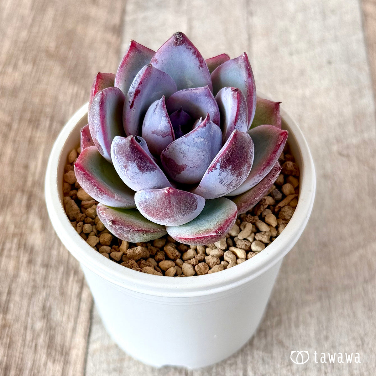 Bloodmaria x Elegance sp (Hanamura Farm Seedling)