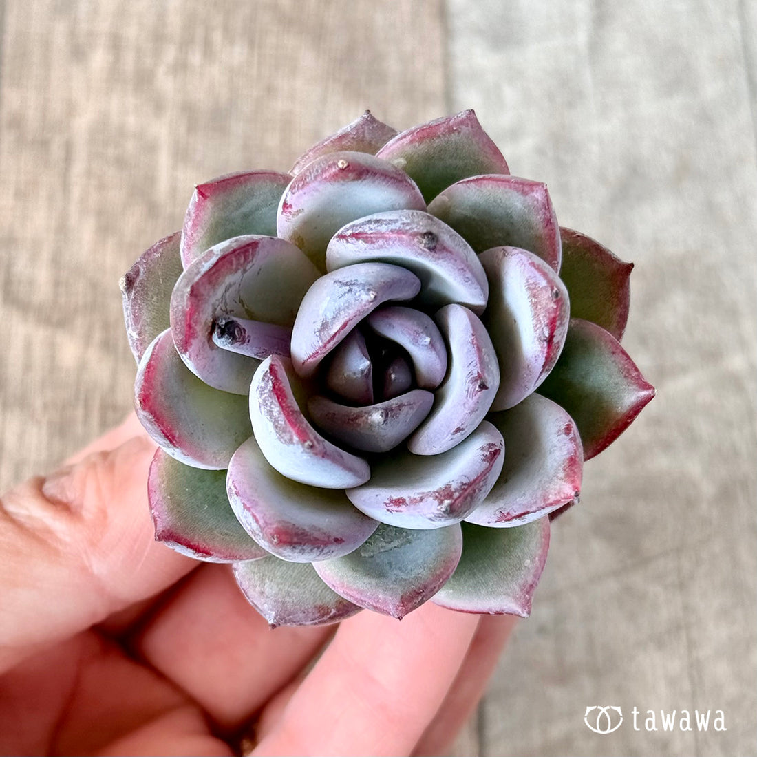 ブラッドマリア×エレガンス sp (花村農園苗)