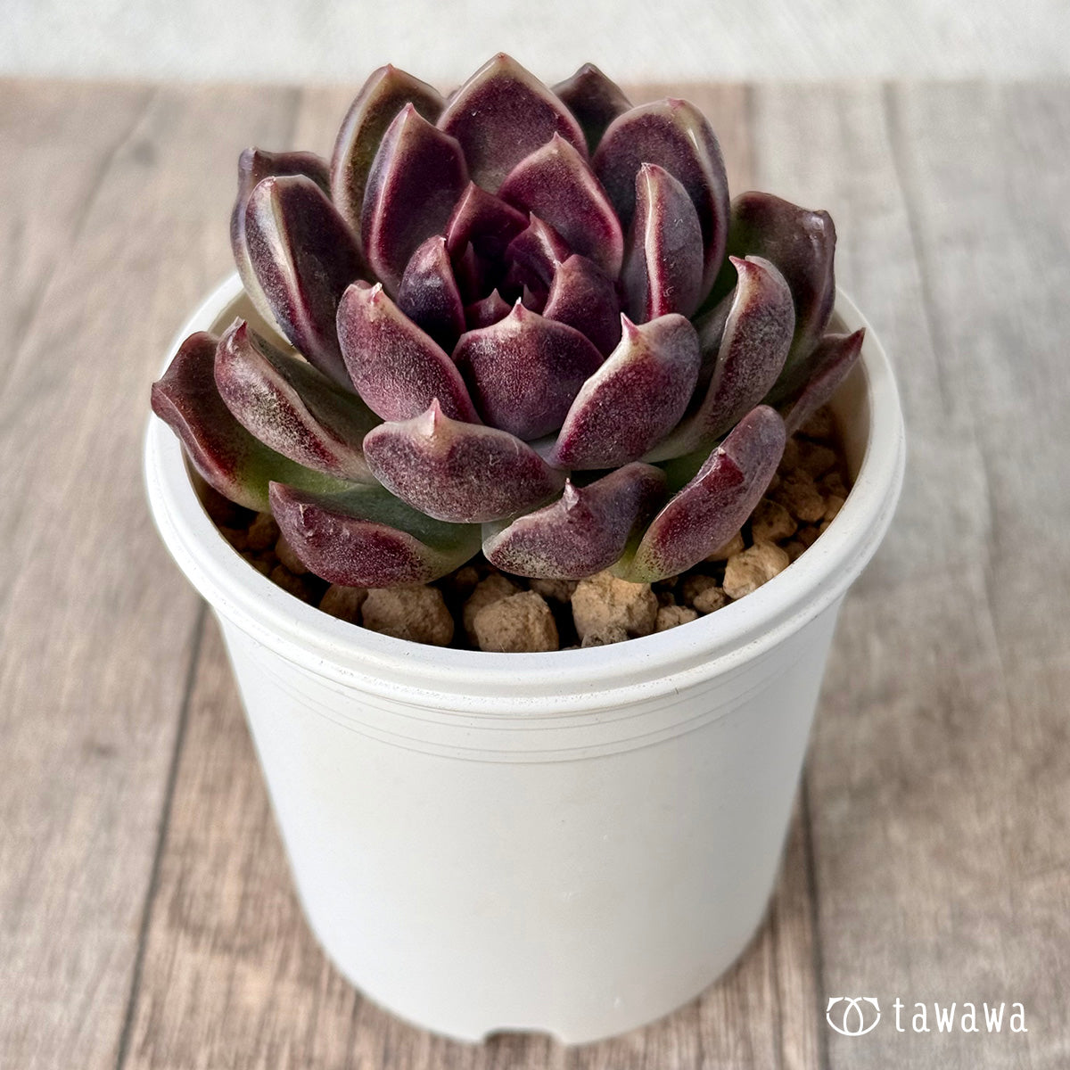 *新入荷* ヨミヨミ