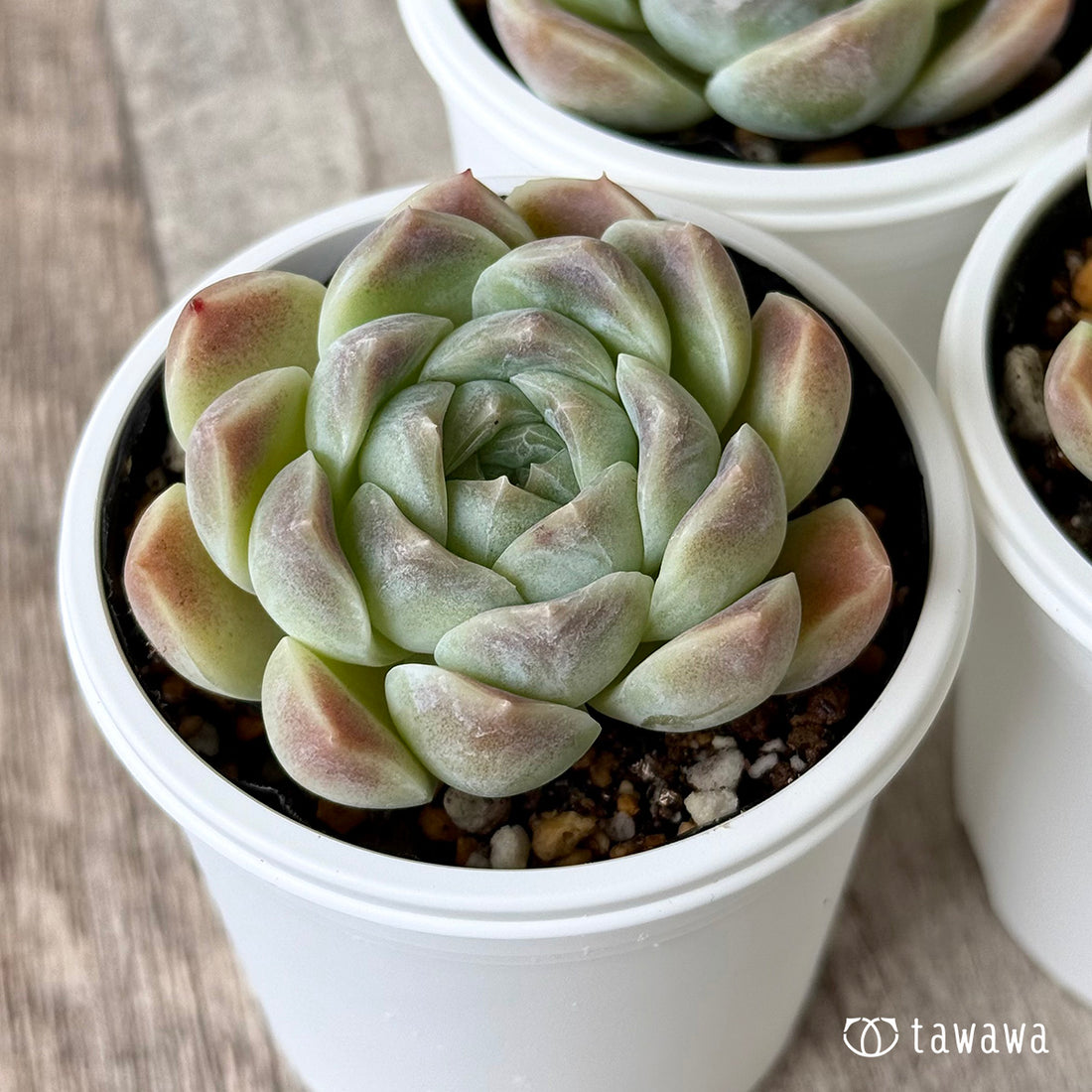 New Arrivals: Ice Green