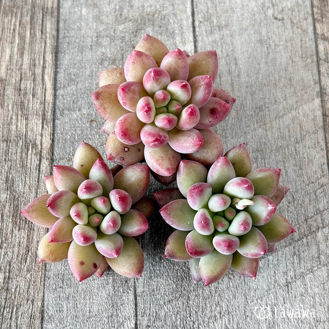 デイドロップ (花村農園苗)