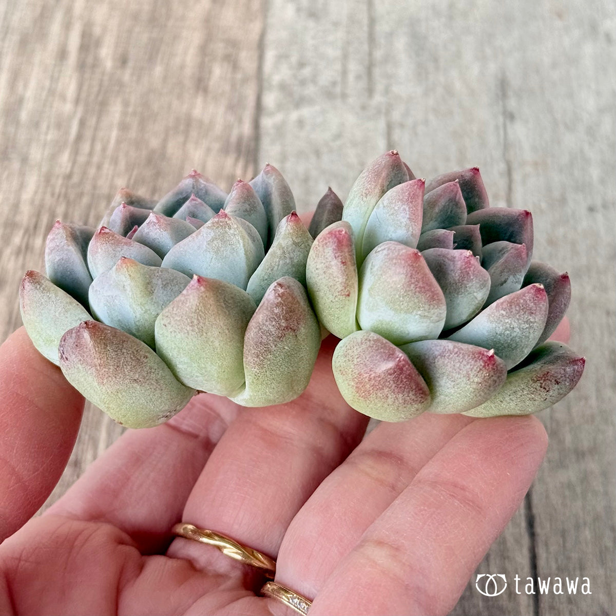 *新入荷* アルバビューティー