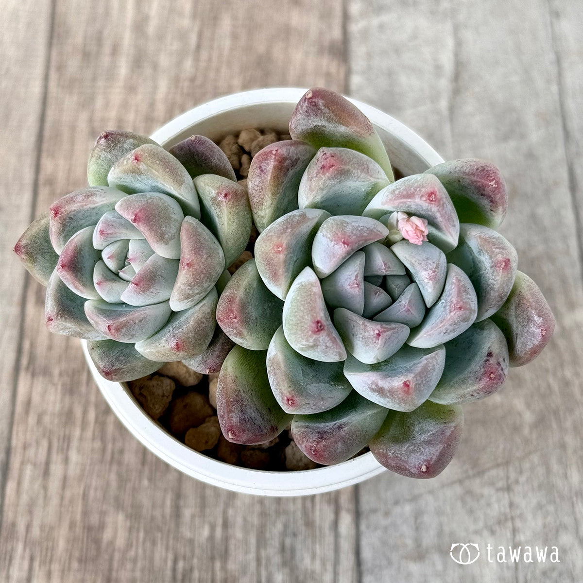 *新入荷* アルバビューティー