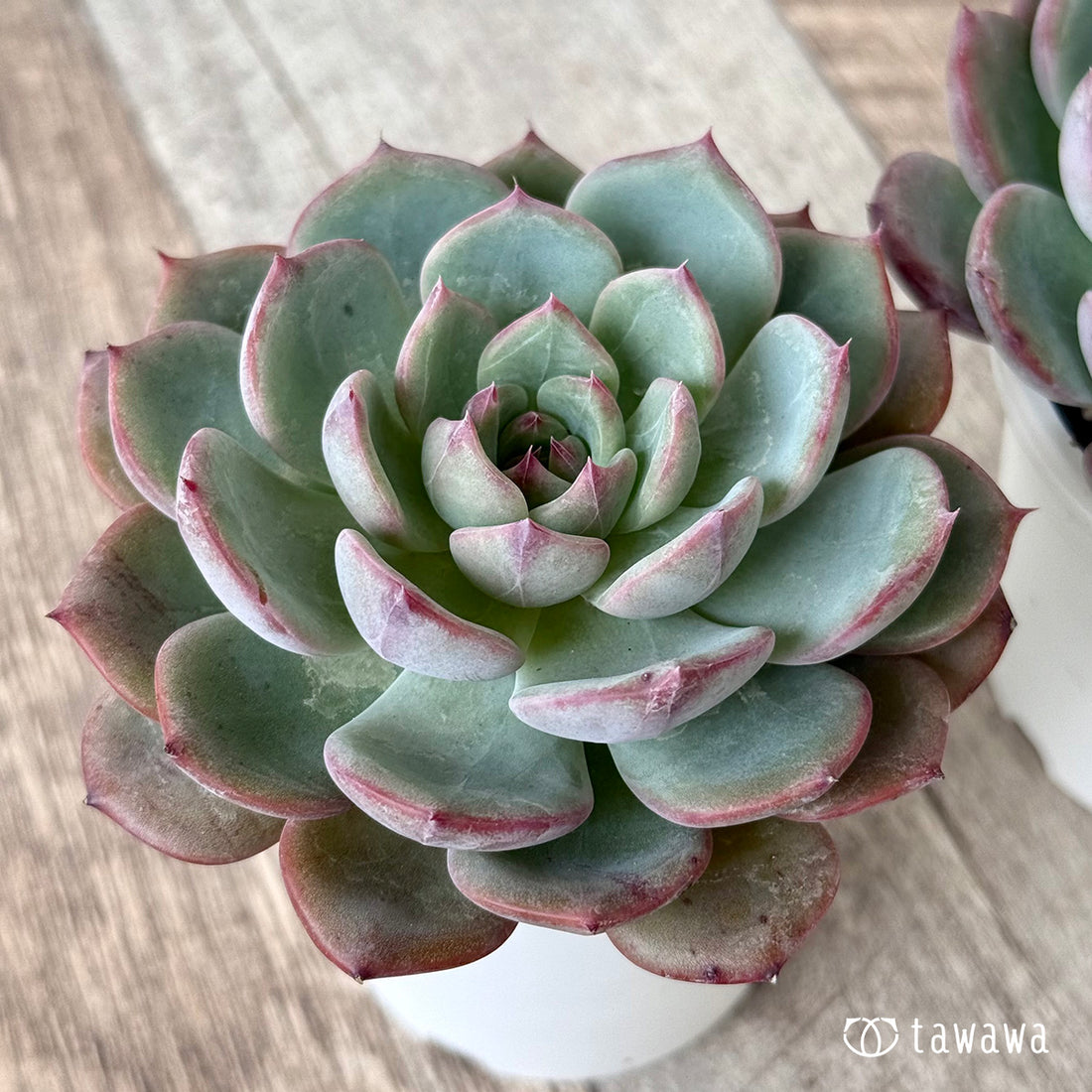 *新発売* ピンキーサイモン(エアーマジック農園)【tawawaハウス苗】