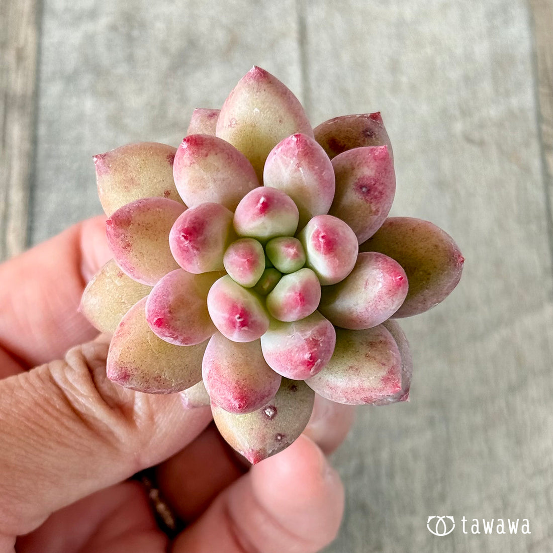 デイドロップ (花村農園苗)