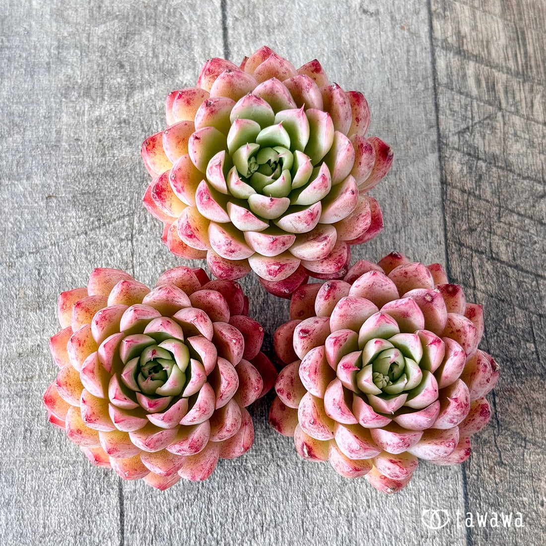 パンパン(花村農園苗)