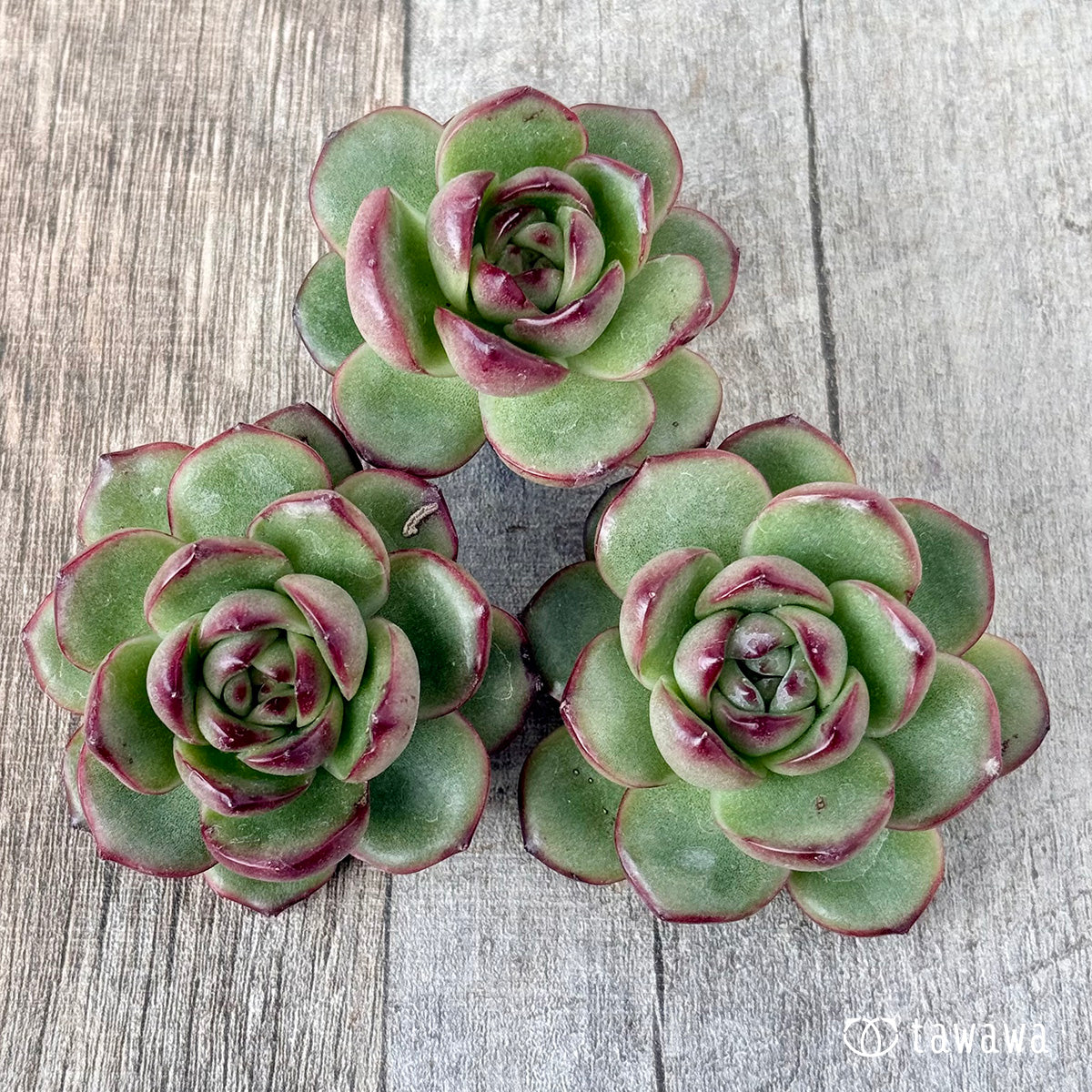 New Arrivals: Ice Green