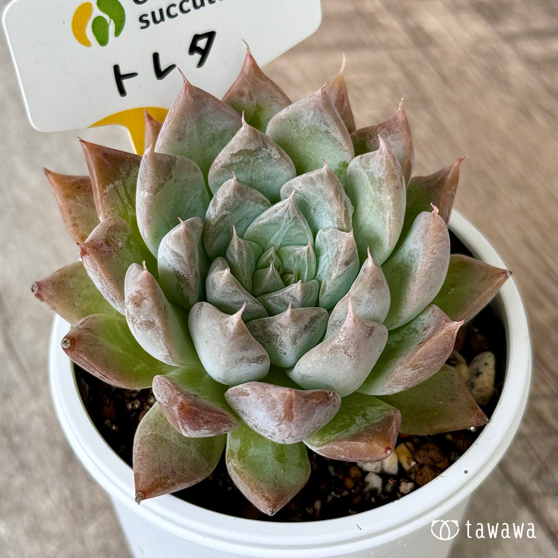 New Arrivals: Ice Green