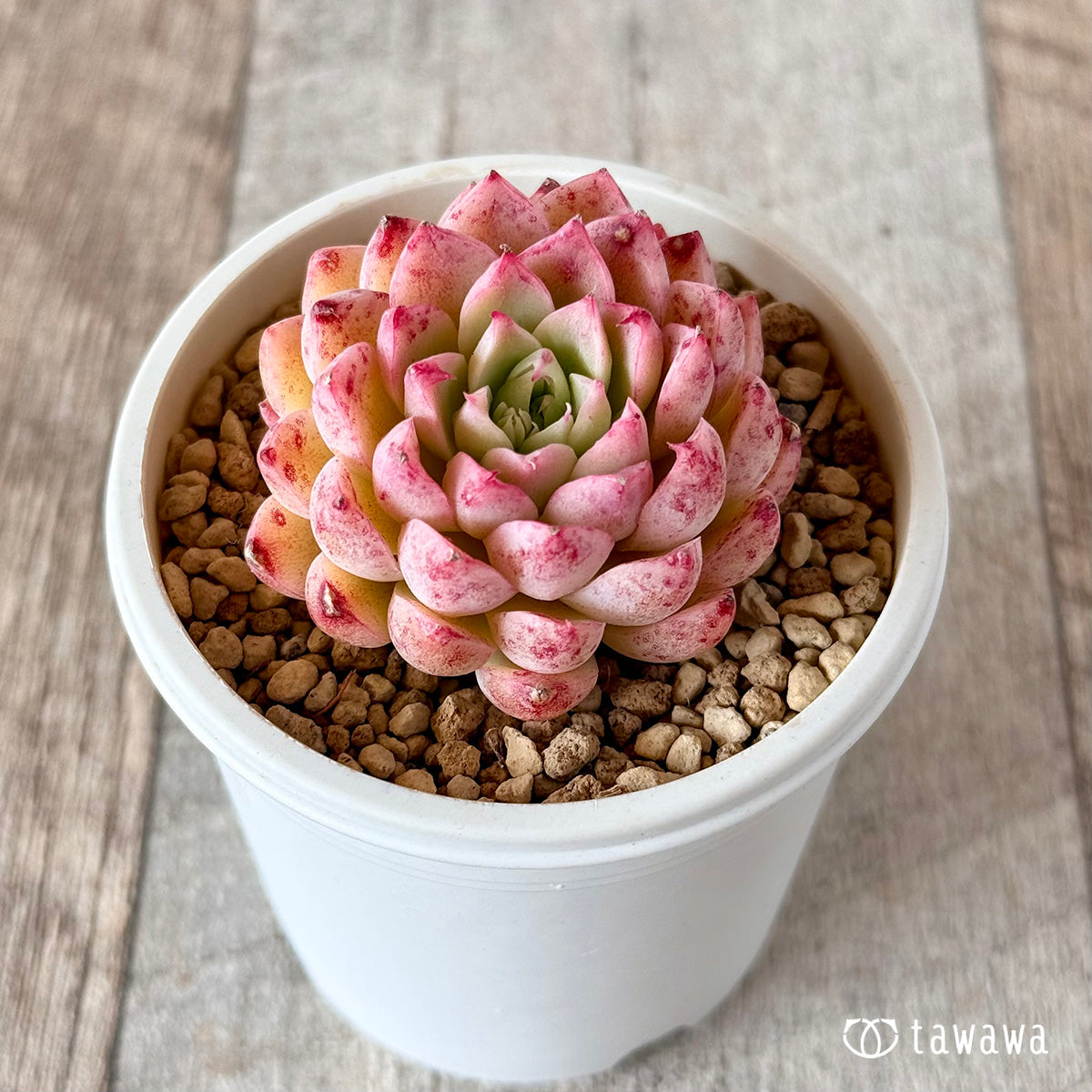 パンパン(花村農園苗)