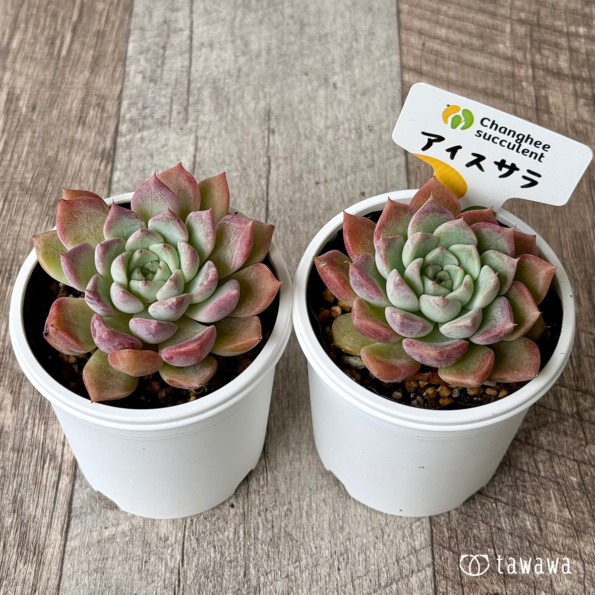 *新発売* アイスサラ(チャンヒー農園)【tawawaハウス苗】