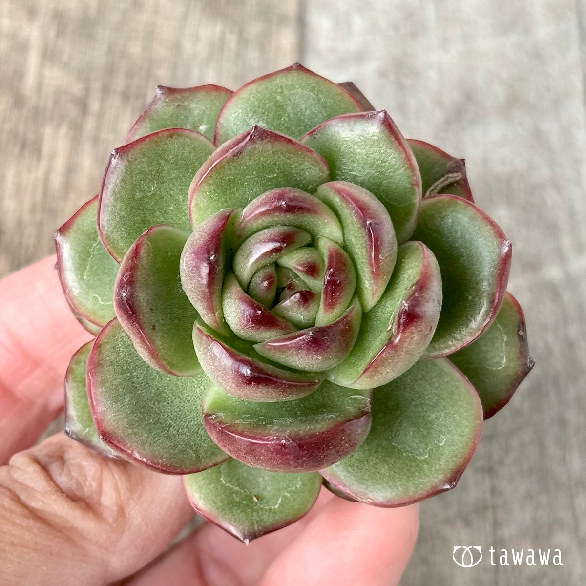 New Arrivals: Ice Green