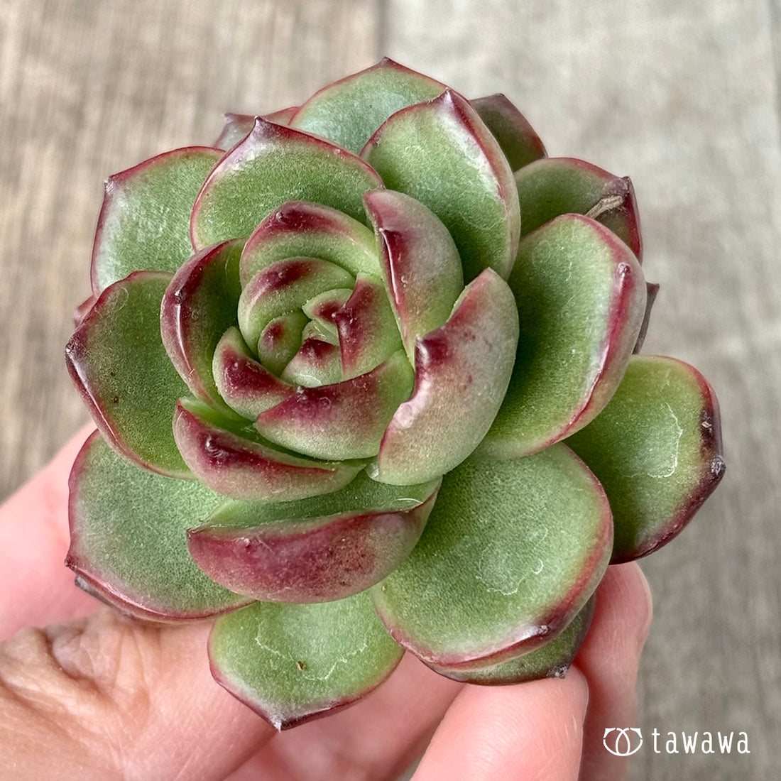 New Arrivals: Ice Green